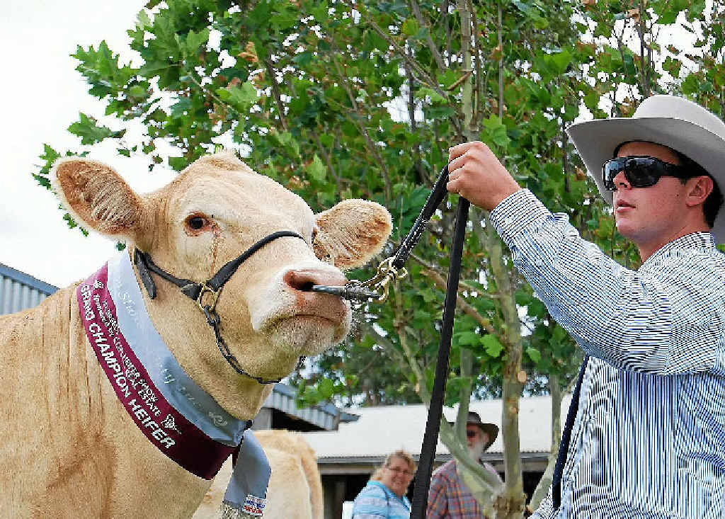 STUD BEEF: Enjoy the stud beef cattle at the Woodenbong Show. STUD BEEF: Enjoy the stud beef cattle at the Woodenbong Show.